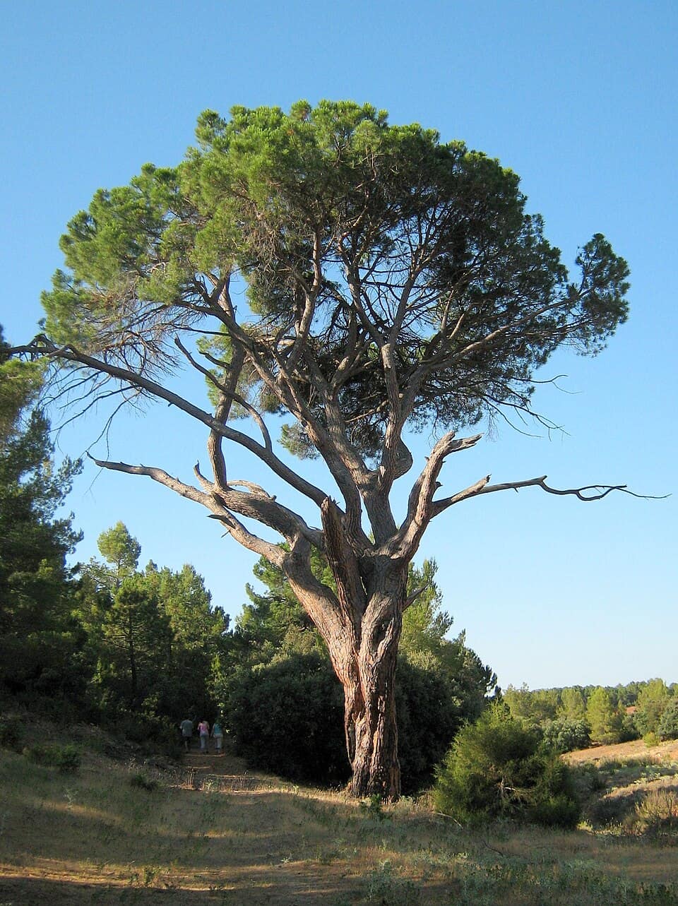 Vista de Alcadozo