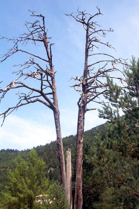 Vista de Castellar del Riu